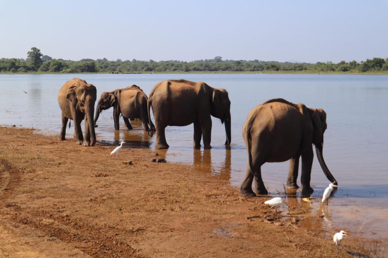 Elephant Paradise Safari Bungalow Udawalawe Eksteriør billede