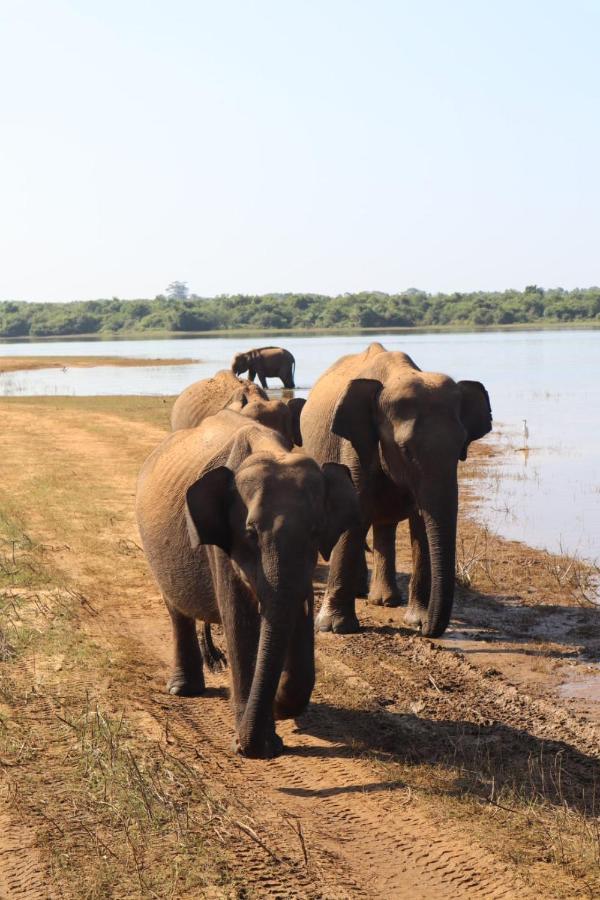 Elephant Paradise Safari Bungalow Udawalawe Eksteriør billede