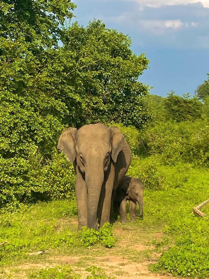 Elephant Paradise Safari Bungalow Udawalawe Eksteriør billede
