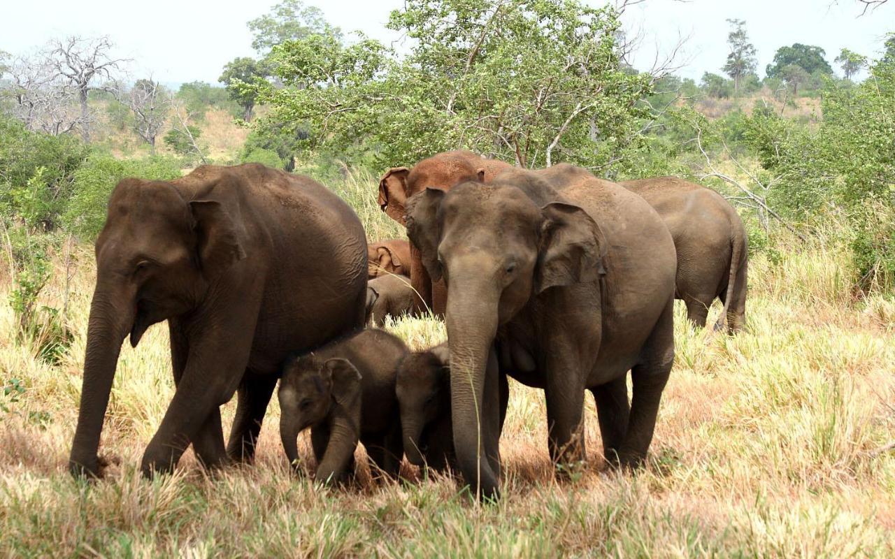 Elephant Paradise Safari Bungalow Udawalawe Eksteriør billede