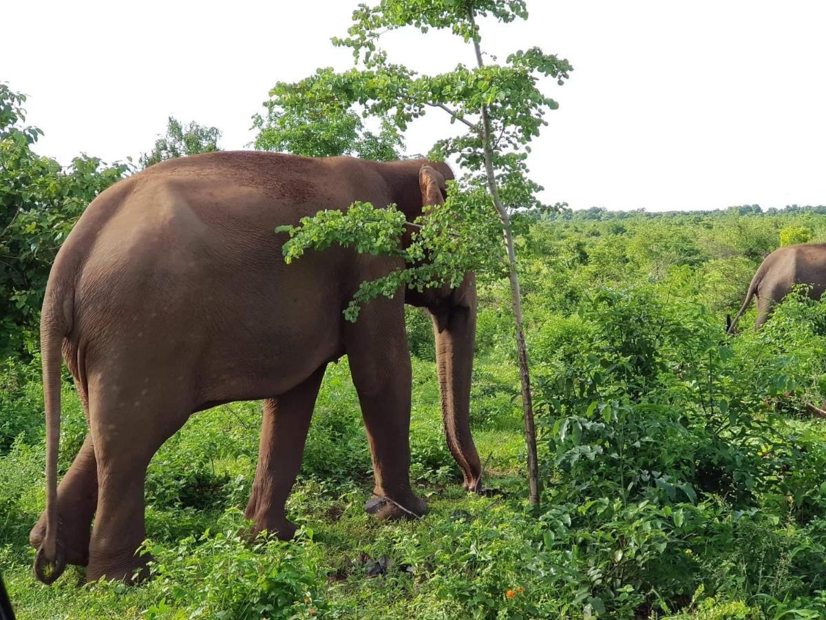 Elephant Paradise Safari Bungalow Udawalawe Eksteriør billede